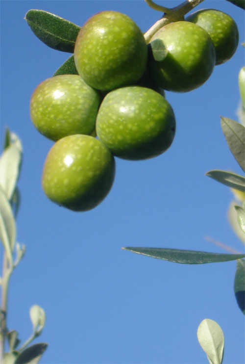 The Umbria PDO: Colli Martani and Colli Amerini